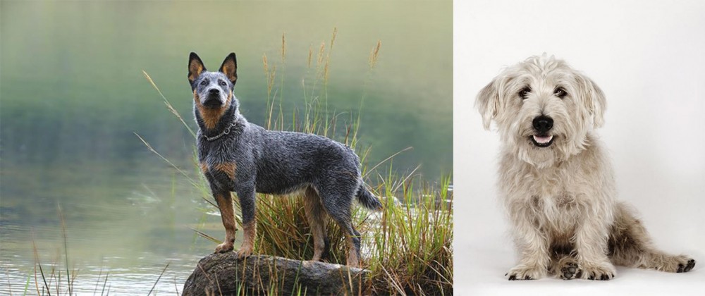 Glen of Imaal Terrier vs Blue Healer - Breed Comparison