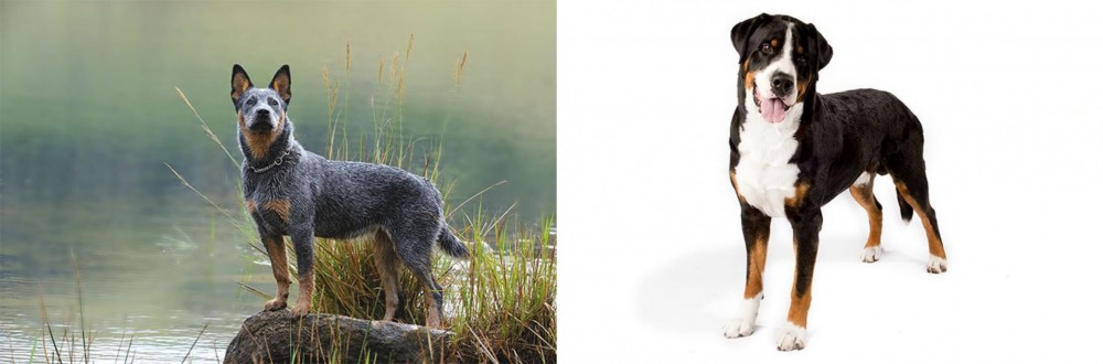 Greater Swiss Mountain Dog vs Blue Healer - Breed Comparison