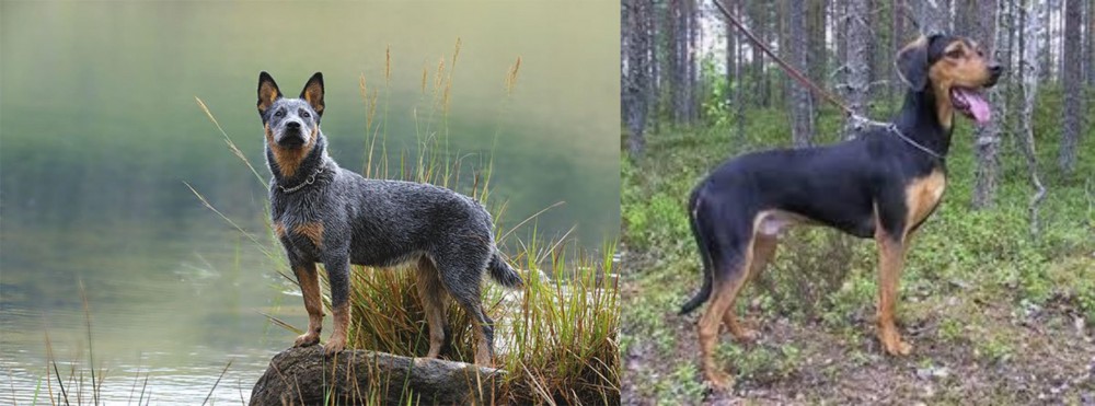 Greek Harehound vs Blue Healer - Breed Comparison