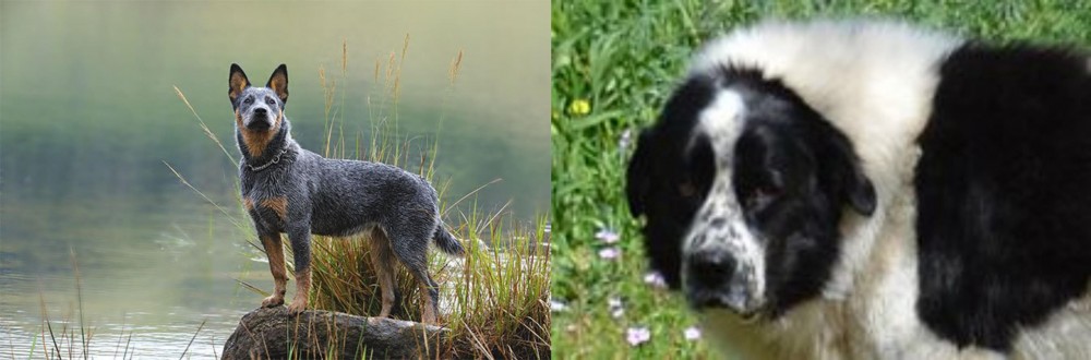Greek Sheepdog vs Blue Healer - Breed Comparison