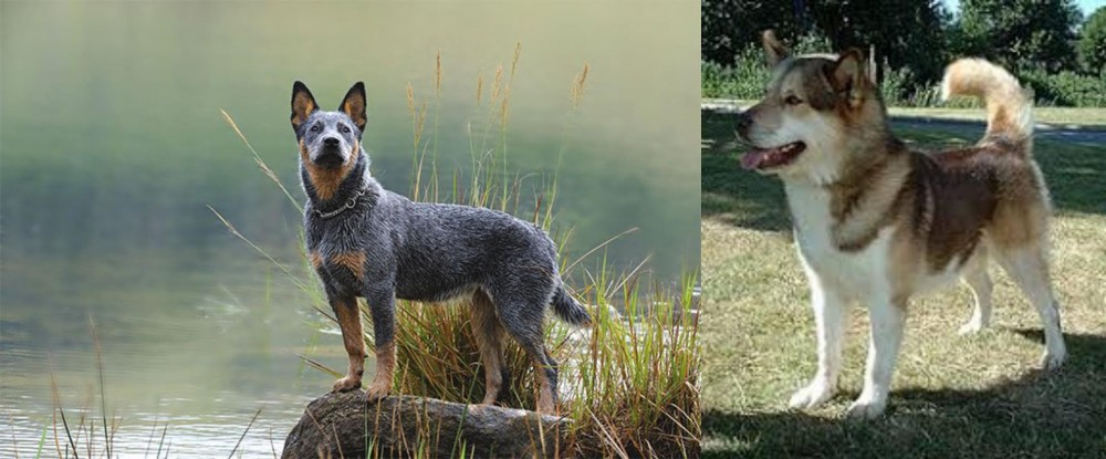 Greenland Dog vs Blue Healer - Breed Comparison