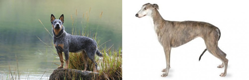 Greyhound vs Blue Healer - Breed Comparison