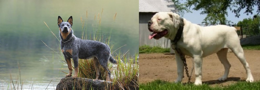 Hermes Bulldogge vs Blue Healer - Breed Comparison
