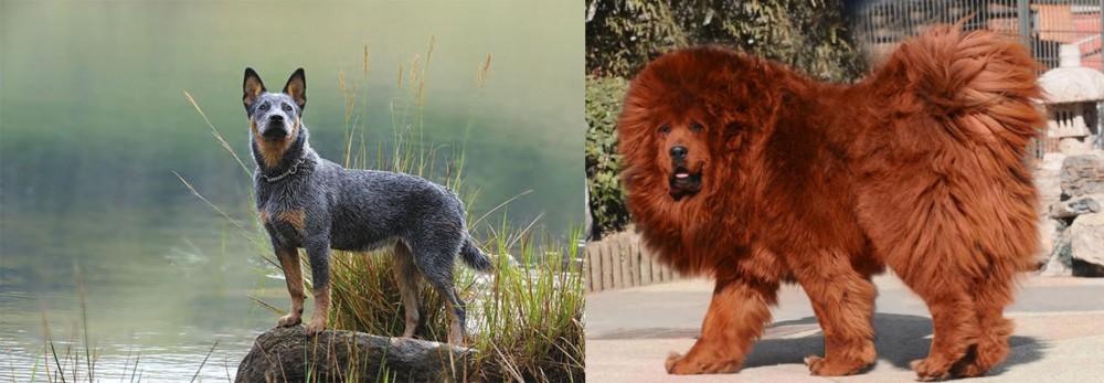 Himalayan Mastiff vs Blue Healer - Breed Comparison