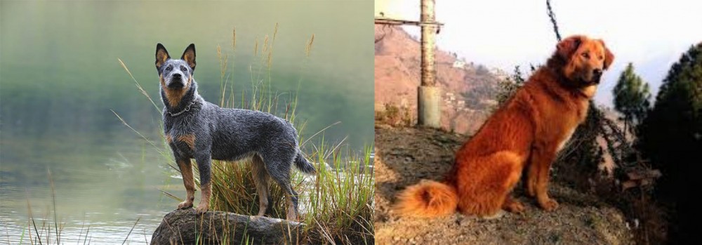 Himalayan Sheepdog vs Blue Healer - Breed Comparison