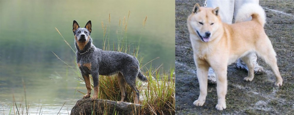 Hokkaido vs Blue Healer - Breed Comparison