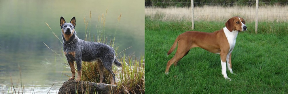 Hygenhund vs Blue Healer - Breed Comparison