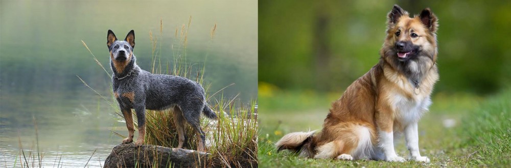 Icelandic Sheepdog vs Blue Healer - Breed Comparison
