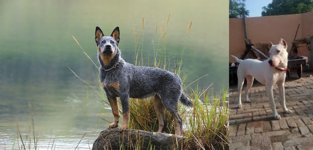 Indian Bull Terrier vs Blue Healer - Breed Comparison