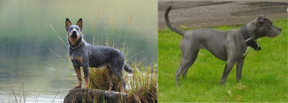 Irish Bull Terrier vs Blue Healer - Breed Comparison