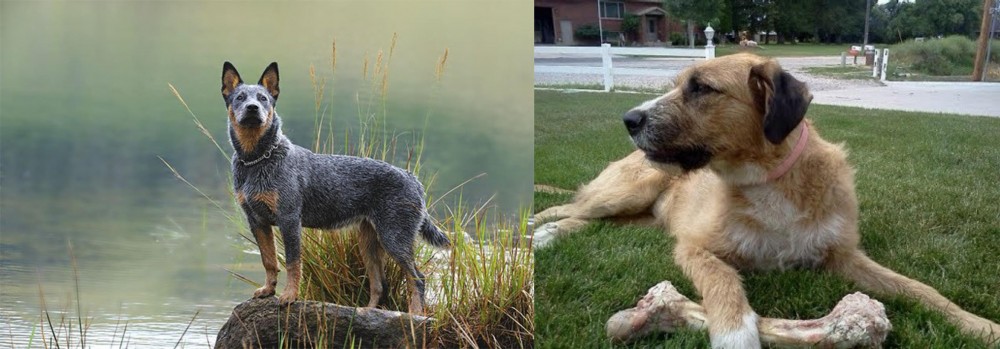 Irish Mastiff Hound vs Blue Healer - Breed Comparison