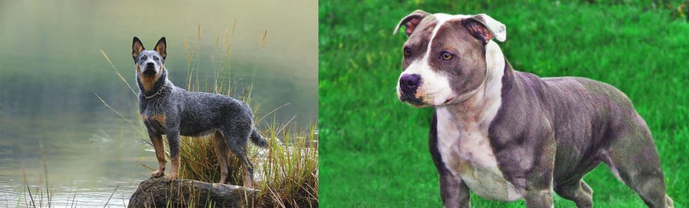 Irish Staffordshire Bull Terrier vs Blue Healer - Breed Comparison