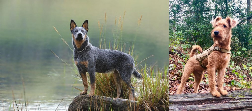 Irish Terrier vs Blue Healer - Breed Comparison