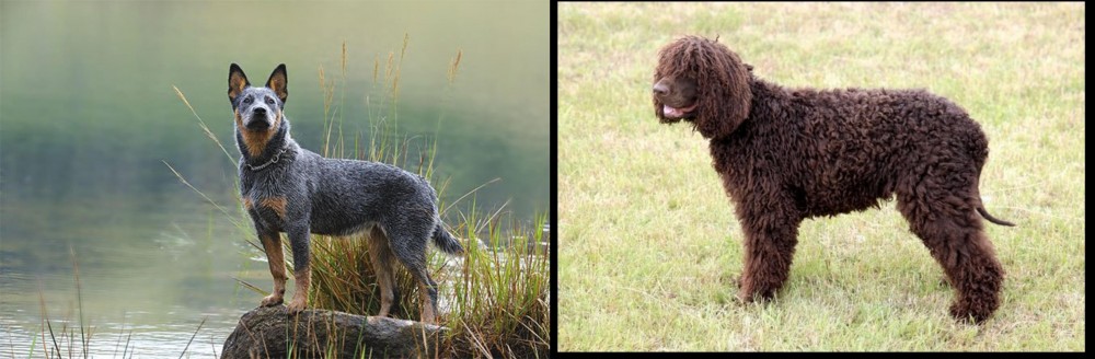 Irish Water Spaniel vs Blue Healer - Breed Comparison