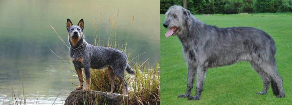 Irish Wolfhound vs Blue Healer - Breed Comparison