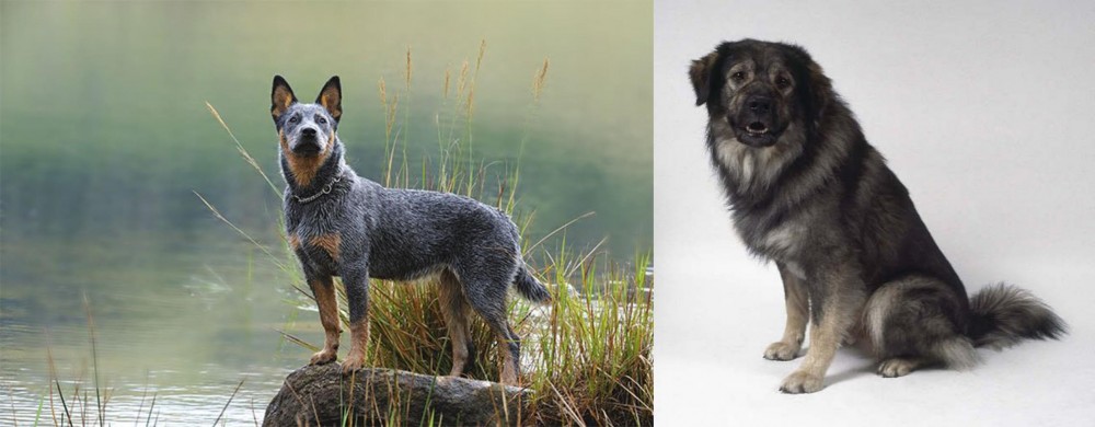 Istrian Sheepdog vs Blue Healer - Breed Comparison