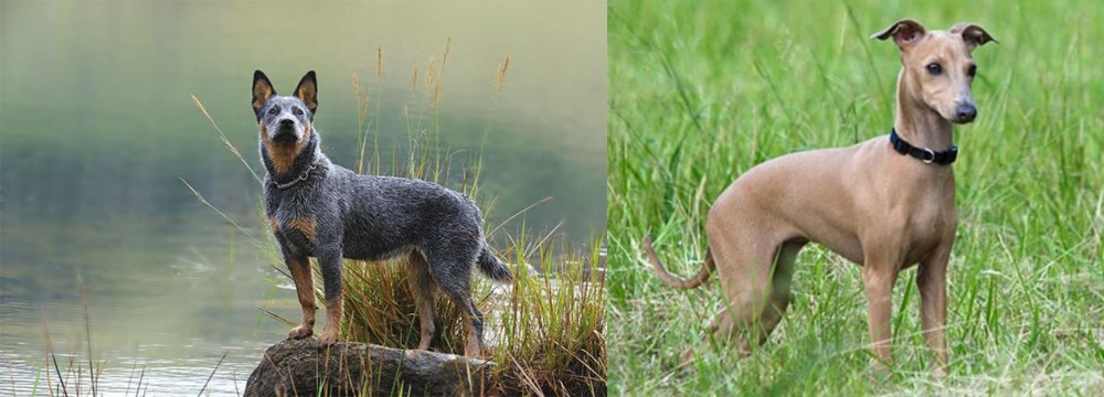 Italian Greyhound vs Blue Healer - Breed Comparison