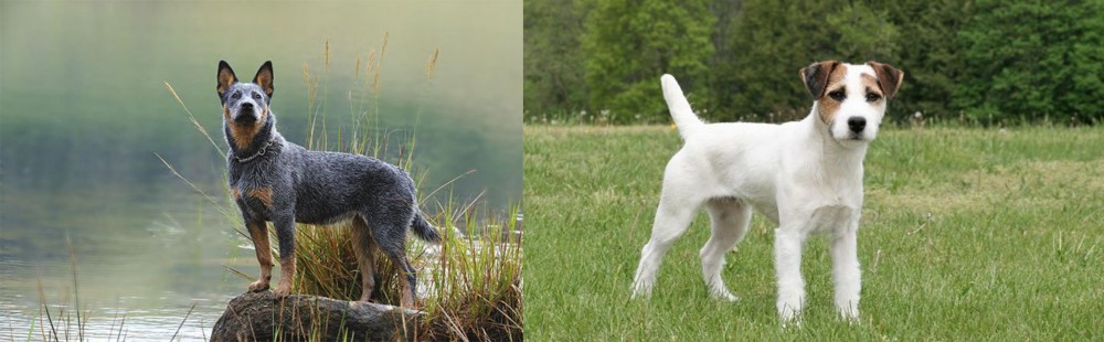 Jack Russell Terrier vs Blue Healer - Breed Comparison