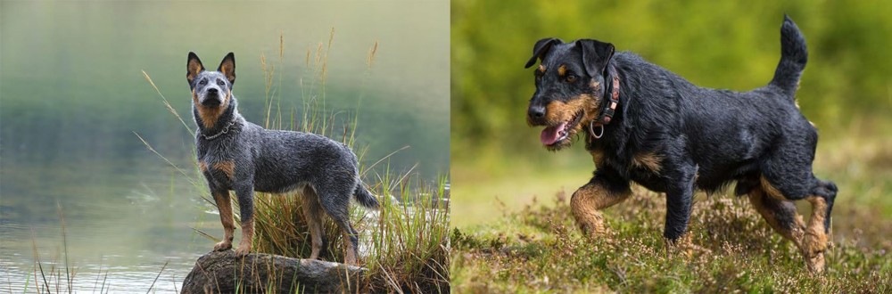 Jagdterrier vs Blue Healer - Breed Comparison