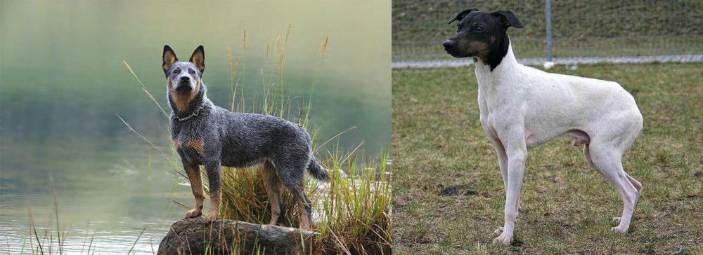 Japanese Terrier vs Blue Healer - Breed Comparison
