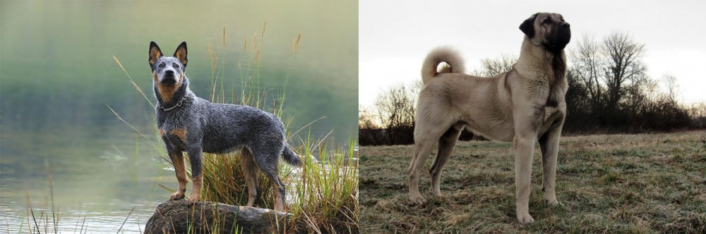 Kangal Dog vs Blue Healer - Breed Comparison