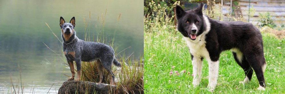 Karelian Bear Dog vs Blue Healer - Breed Comparison