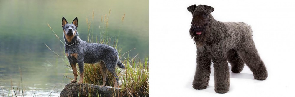 Kerry Blue Terrier vs Blue Healer - Breed Comparison