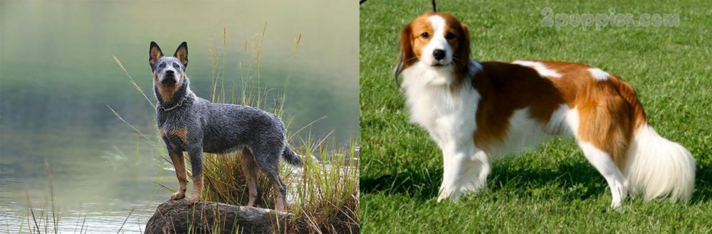 Kooikerhondje vs Blue Healer - Breed Comparison