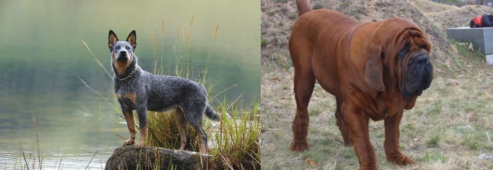 Korean Mastiff vs Blue Healer - Breed Comparison