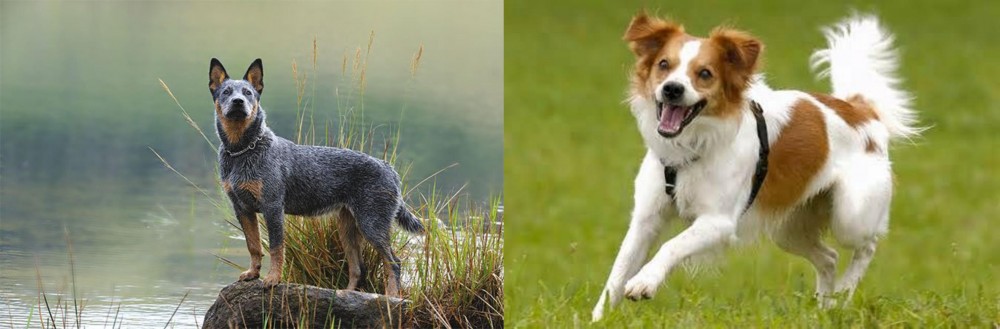Kromfohrlander vs Blue Healer - Breed Comparison