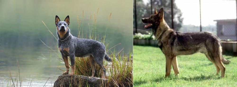 Kunming Dog vs Blue Healer - Breed Comparison