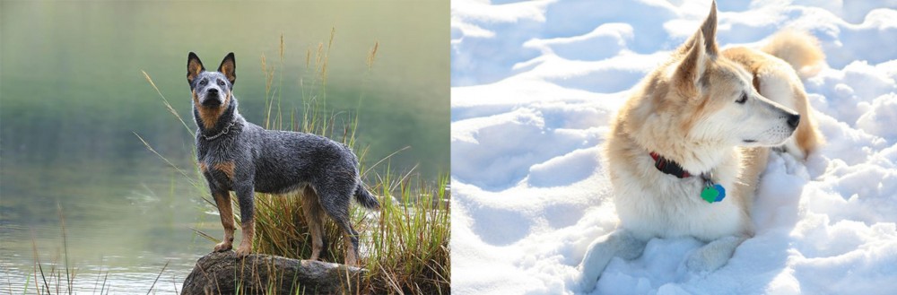 Labrador Husky vs Blue Healer - Breed Comparison