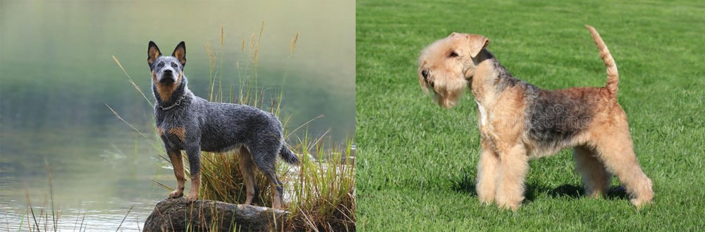 Lakeland Terrier vs Blue Healer - Breed Comparison