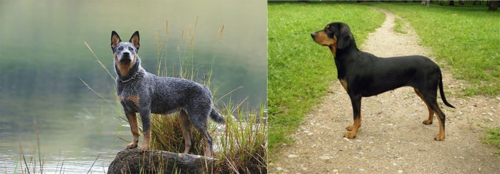 Latvian Hound vs Blue Healer - Breed Comparison