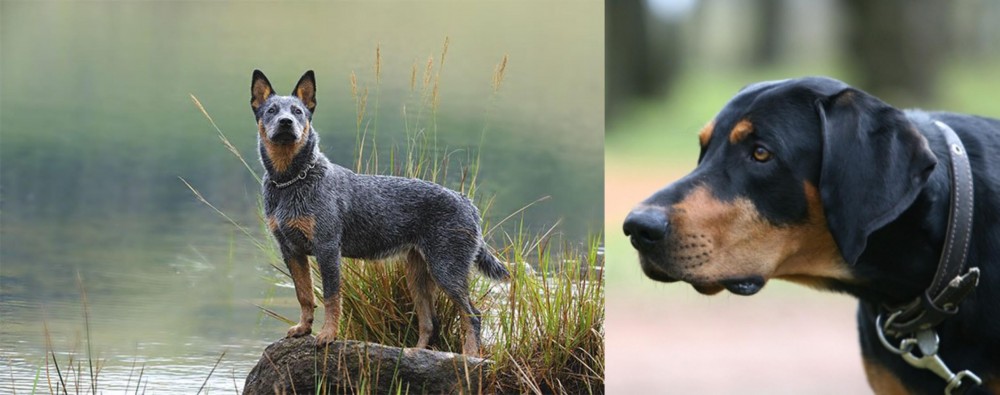 Lithuanian Hound vs Blue Healer - Breed Comparison