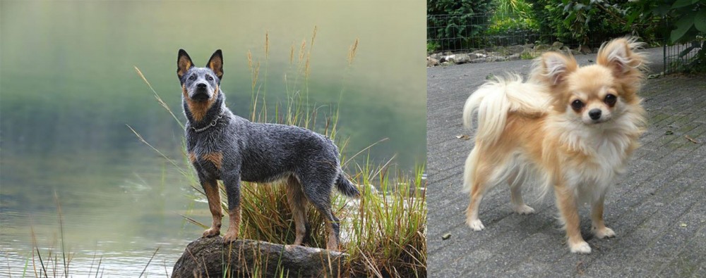 Long Haired Chihuahua vs Blue Healer - Breed Comparison