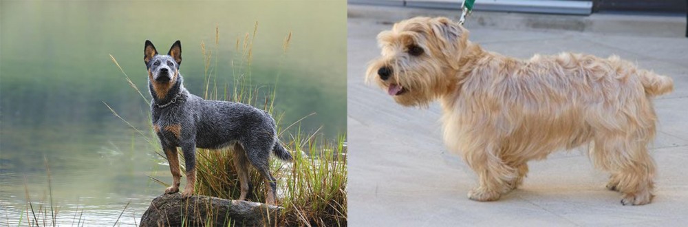 Lucas Terrier vs Blue Healer - Breed Comparison