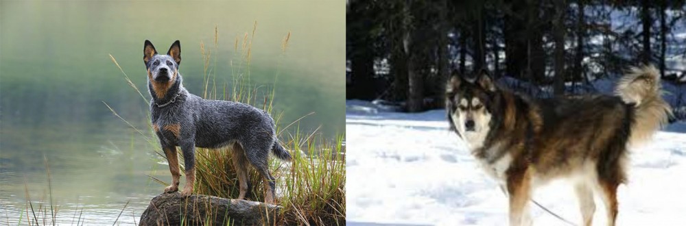 Mackenzie River Husky vs Blue Healer - Breed Comparison