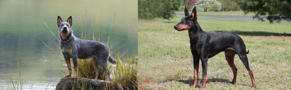 Manchester Terrier vs Blue Healer - Breed Comparison