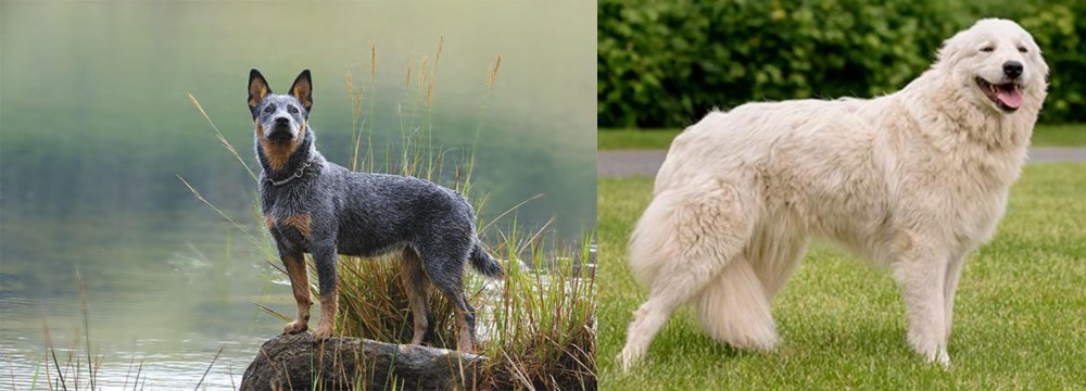 Maremma Sheepdog vs Blue Healer - Breed Comparison