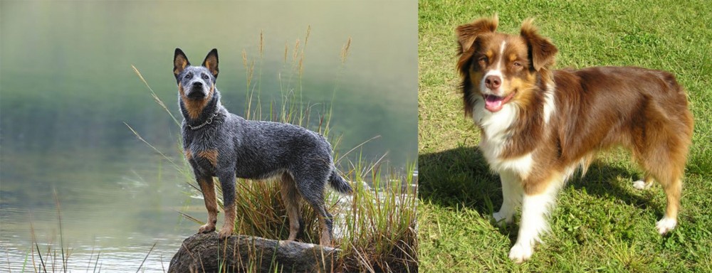 Miniature Australian Shepherd vs Blue Healer - Breed Comparison