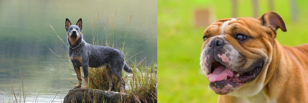 Miniature English Bulldog vs Blue Healer - Breed Comparison