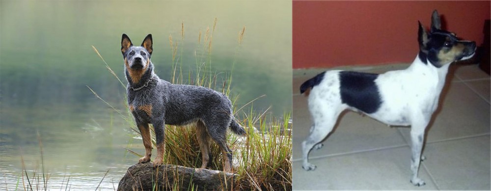 Miniature Fox Terrier vs Blue Healer - Breed Comparison