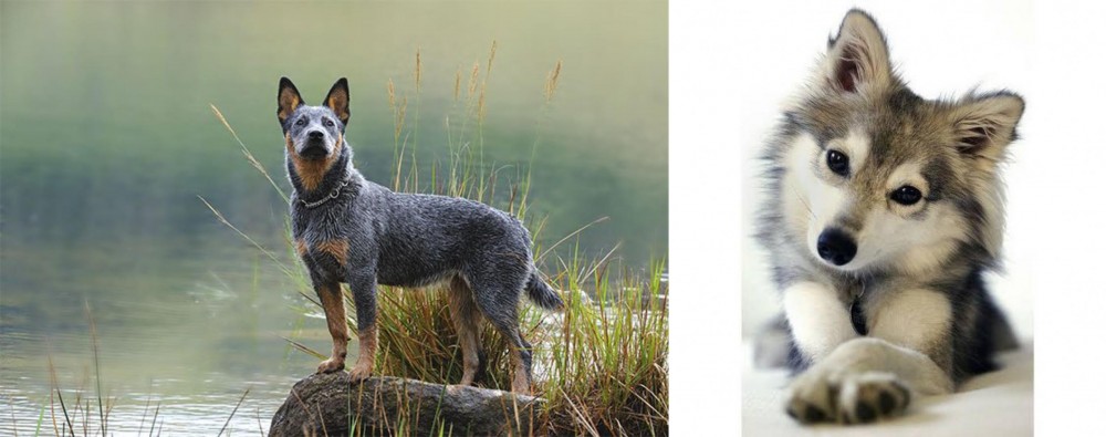 Miniature Siberian Husky vs Blue Healer - Breed Comparison