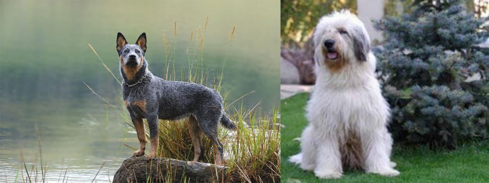 Mioritic Sheepdog vs Blue Healer - Breed Comparison