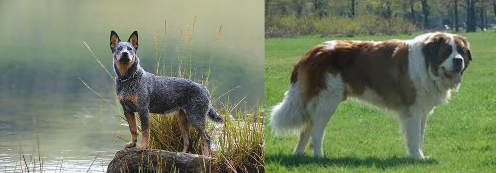 Moscow Watchdog vs Blue Healer - Breed Comparison