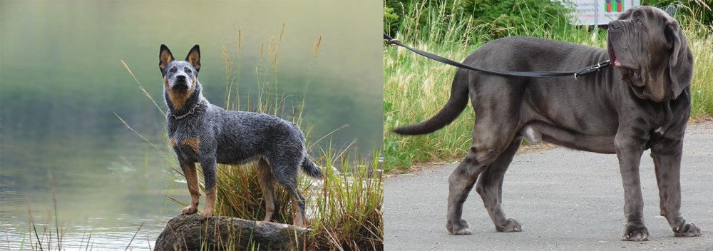 Neapolitan Mastiff vs Blue Healer - Breed Comparison