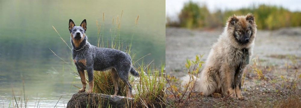 Nenets Herding Laika vs Blue Healer - Breed Comparison