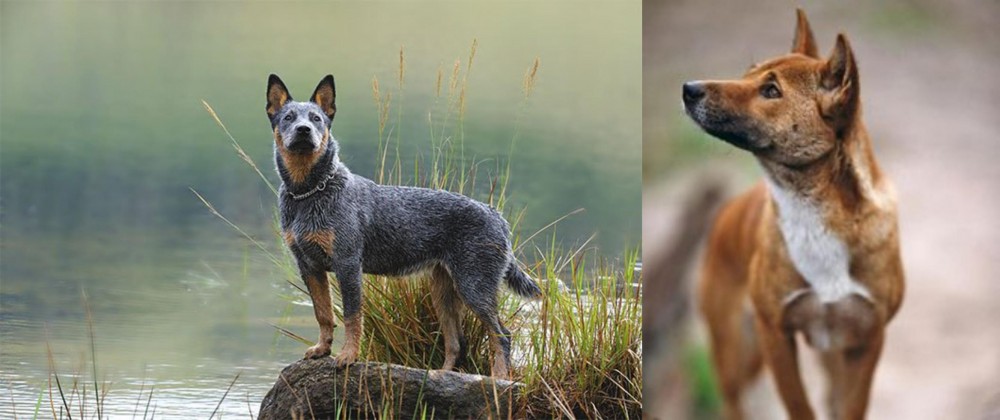 New Guinea Singing Dog vs Blue Healer - Breed Comparison