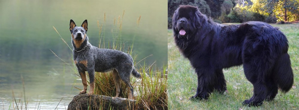 Newfoundland Dog vs Blue Healer - Breed Comparison